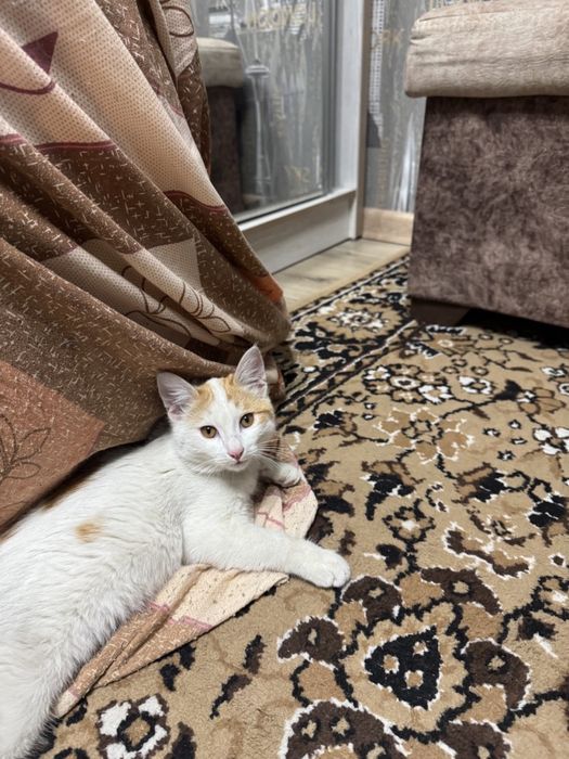 Котята в хорошие руки бесплатно