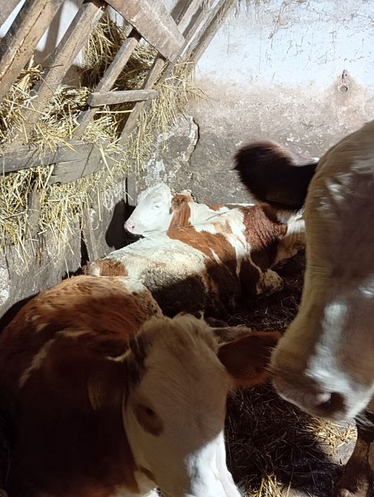 Vând 6 viței de 280_300 kg