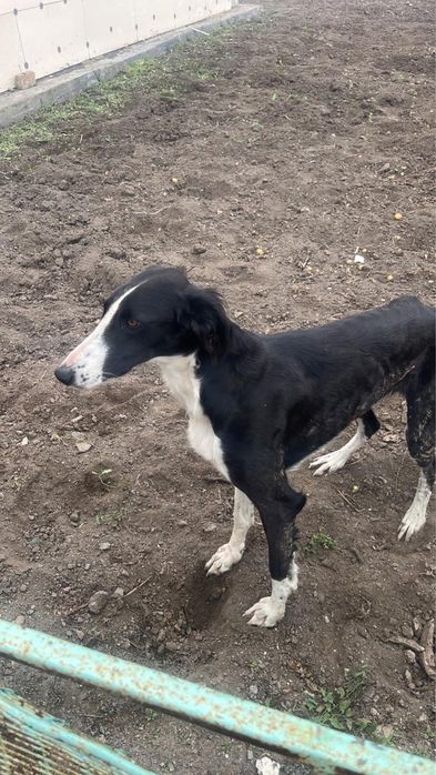 Грей мен борзый шатыс арлан