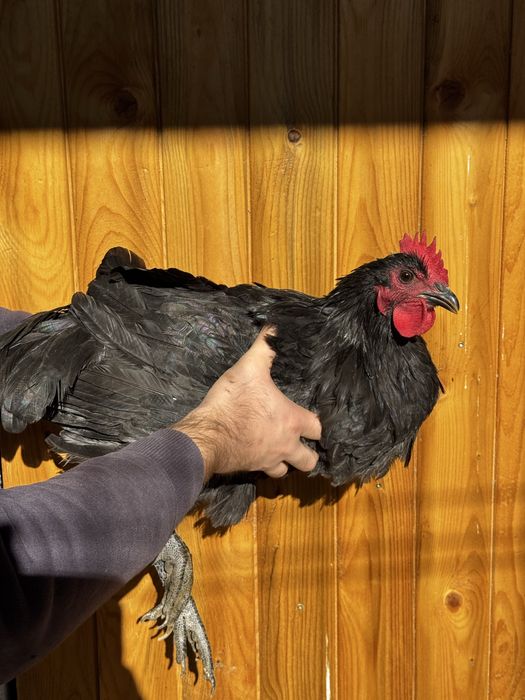 cocos australorp