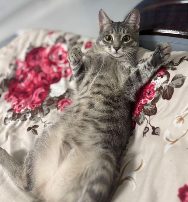 Кошечка в добрые руки