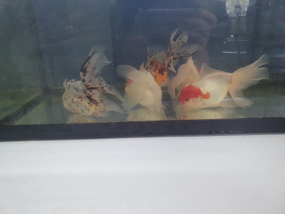 Carasi Oranda, Calico maturi, diferite culori