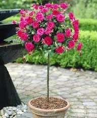 Trandafiri Pomișor la Ghiveci