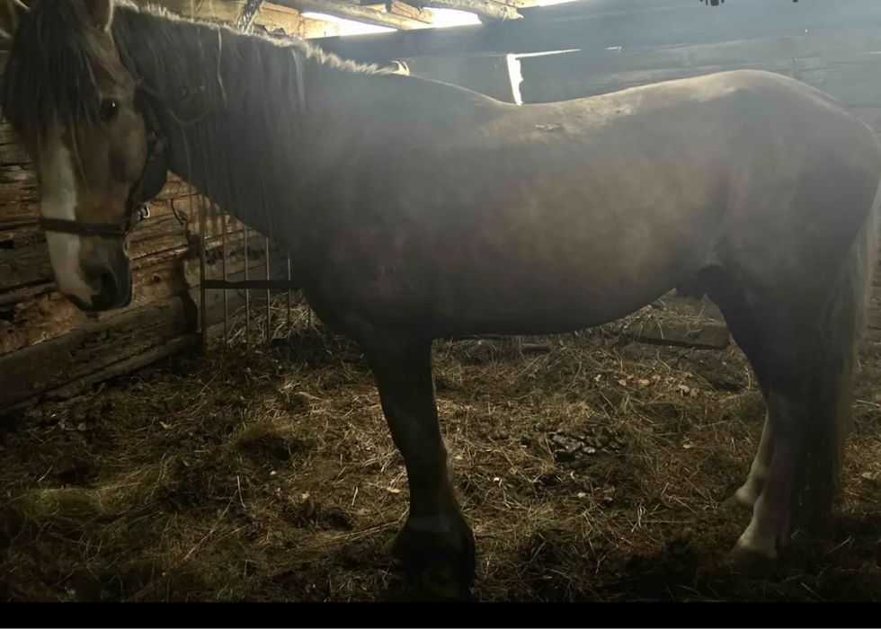 Продам жеребца. Находится в районе