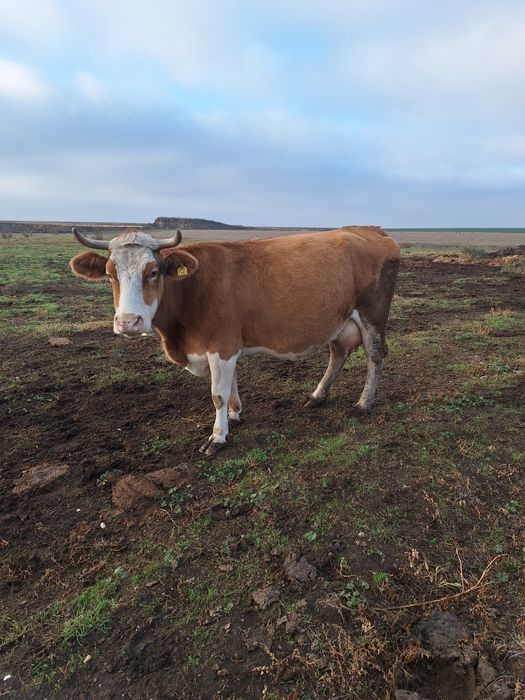 Vând vacă gestantă