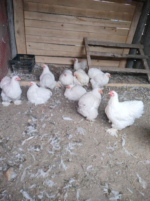 Cochinchina uriaș alb tineret!