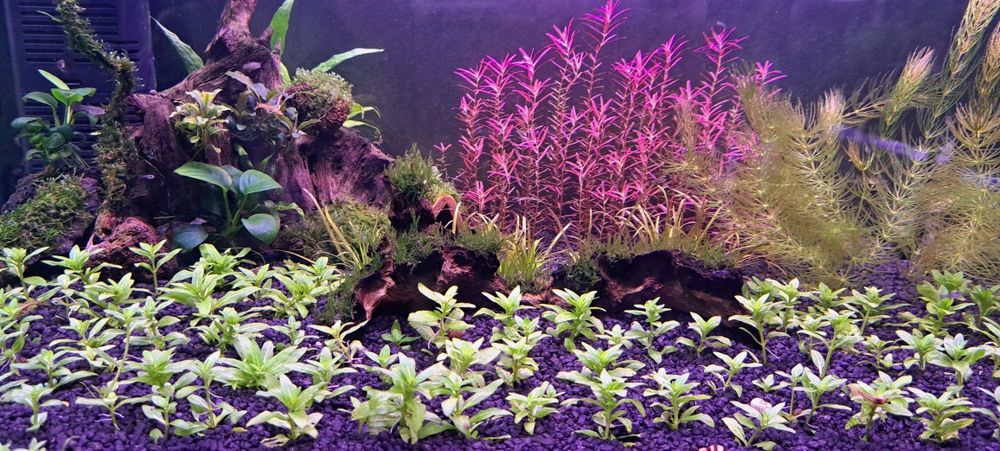 Plante usoare ,easy, pentru acvarii de apa dulce