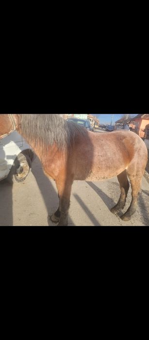 Iapa de vânzare de 8 ani