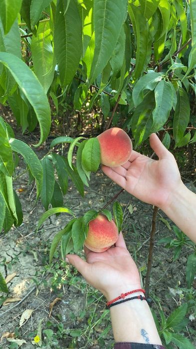 Pomi fructiferi de toate soiurile – altoiți, sănătoși și productivi