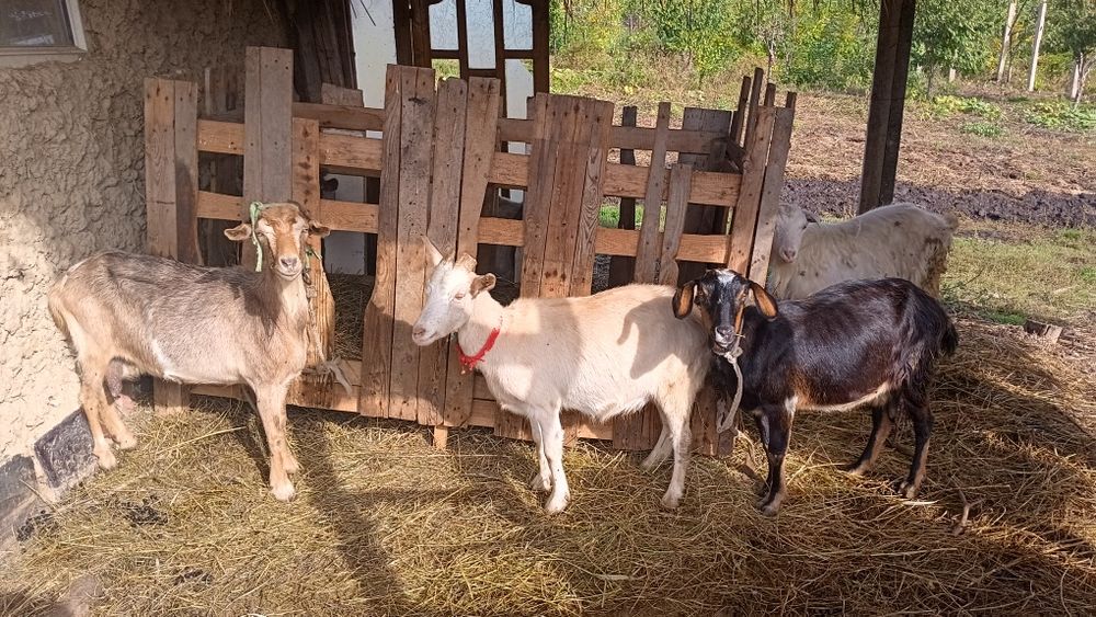 Vând sau schimb cu purcei/porci ,sau 15 capre pe o vaca