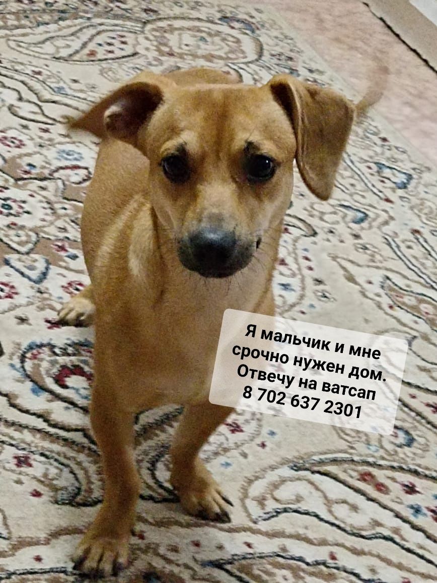 Срочно малышам нужен дом.