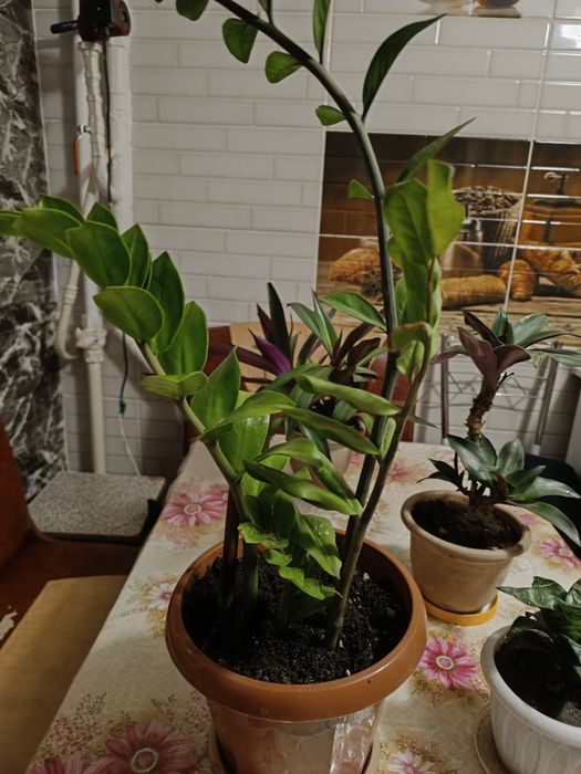 Продам комнатные цветы красивые здоровые