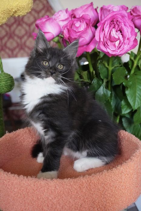 Мейнкун девочка, ласковая, яркая.