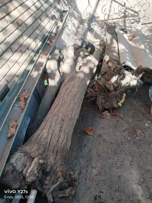 Zaldori kundalari sotiladi.