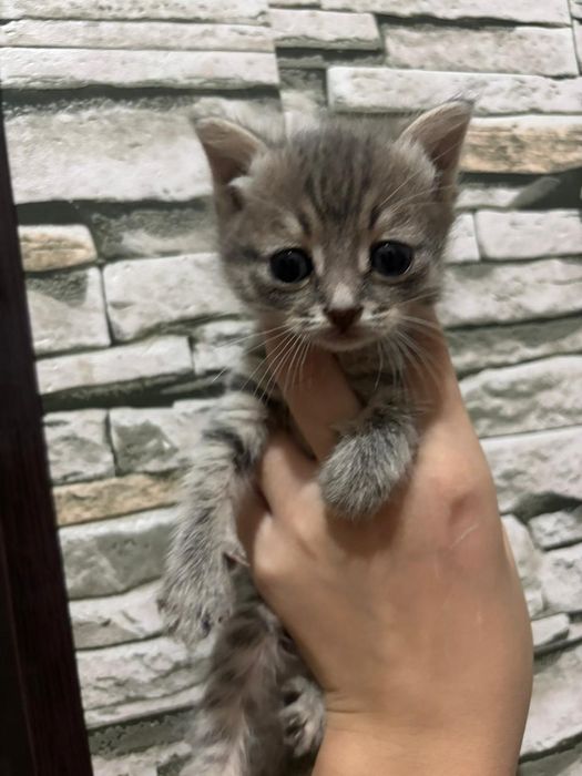 Кошка котёнок  кошка