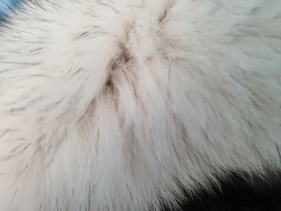 Blana de vulpe deosebita