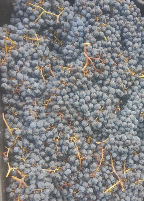 Struguri Merlot 800 kg, din cultură deosebita