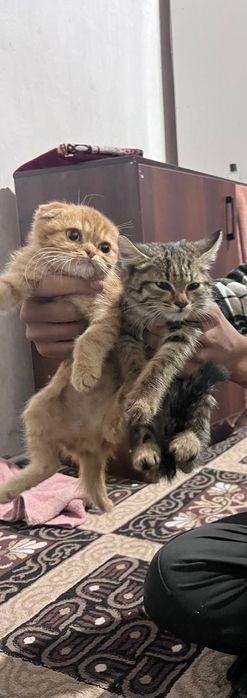 2 та мушук бор сотилади зотли мушук