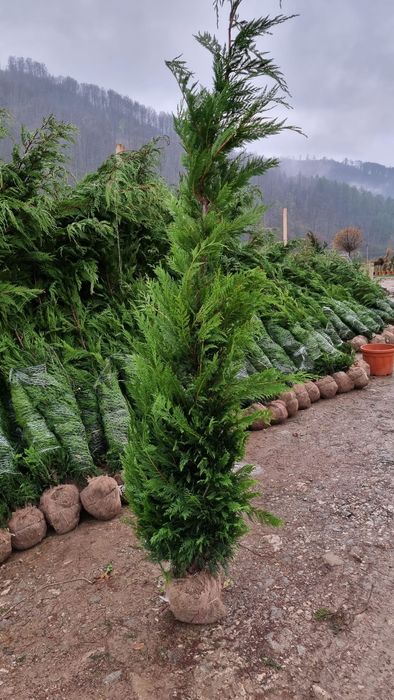 Leilandi chiparos arginti verzi spirale