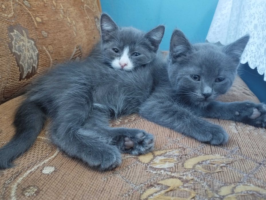 Дарю котят и кошку