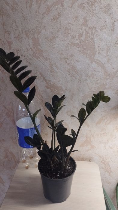 Замиокулькос черный Равен