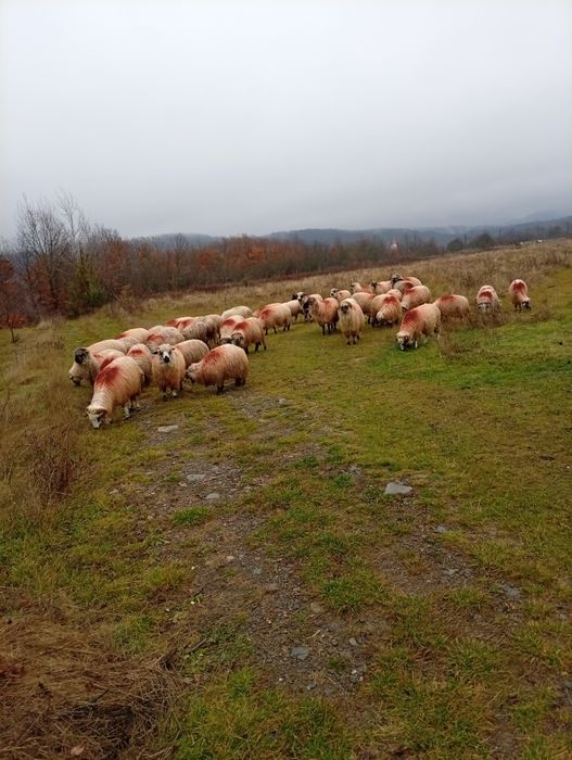 Vând 50 oii tinere