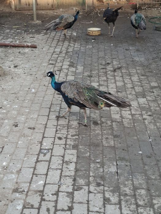 Vând păuni umăr negru și standard