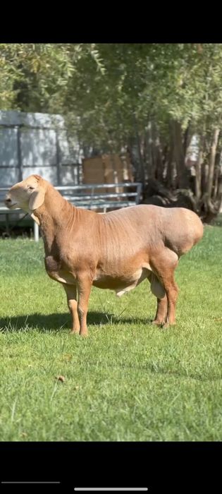 "Қўй · Қўчқор · Кўчкор — Соғлом, Жойдa Сўйиб Берамиз"