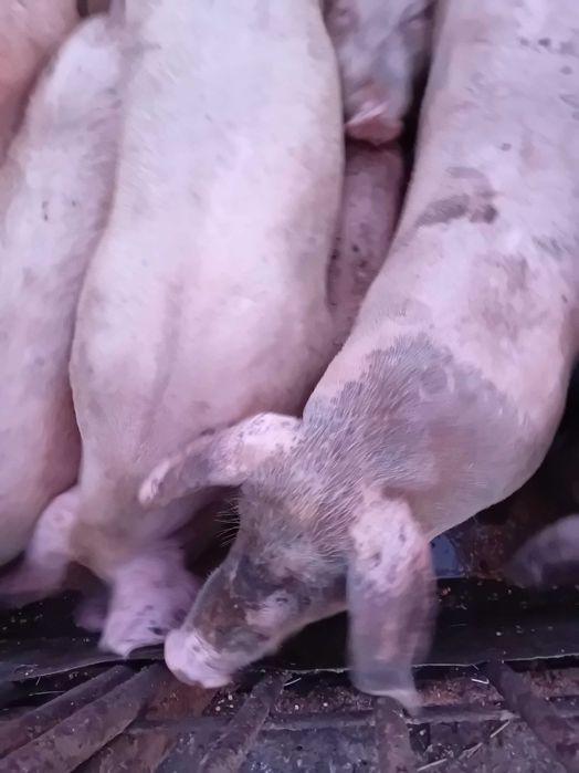 Продавам прасета