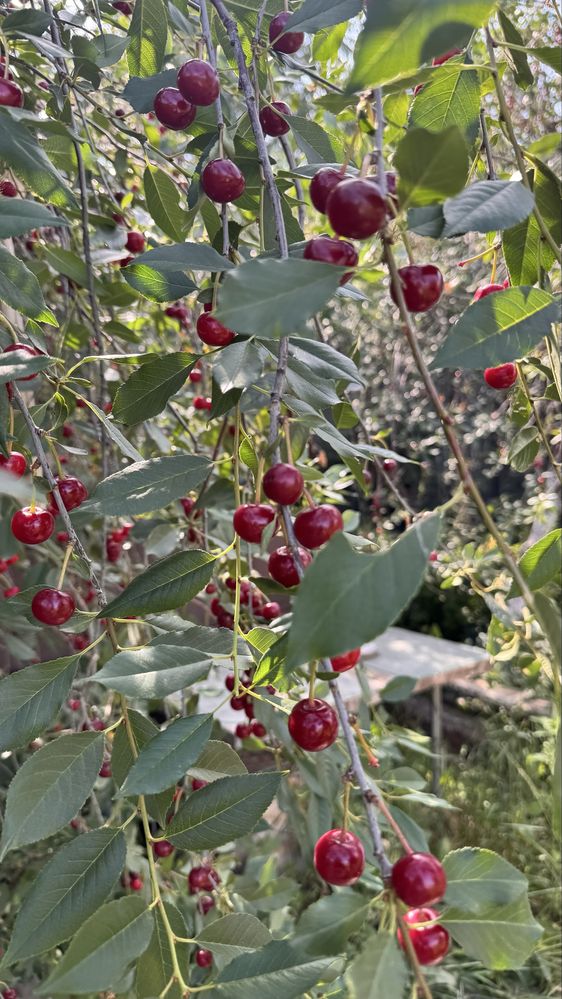 Продам крупную вишню