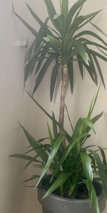 Yucca 1, 75 cm, cu 2 pui, cu tot cu glastra