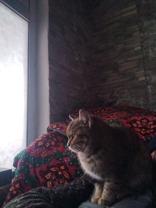 Mushuk zoti aniq aqilli tashqariga uzi chiqadi eshilni ochib