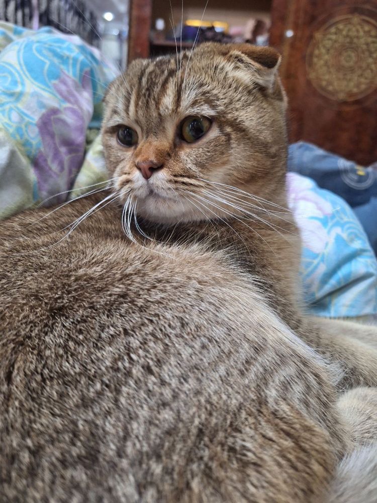 Шотландская вислоухая кошка