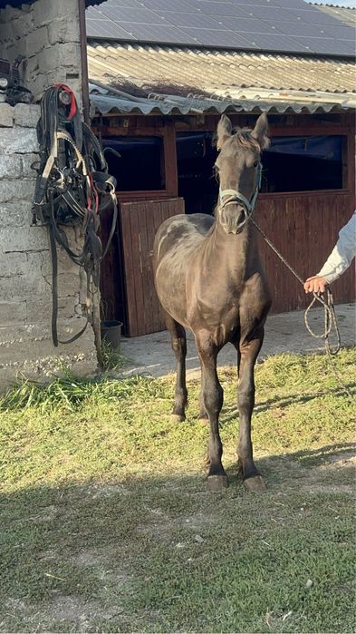 Vand manz din mama metish frizian si tata frizian