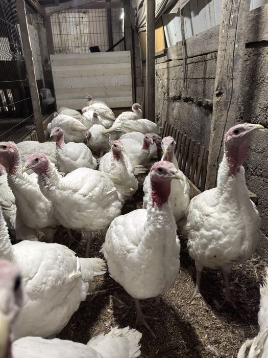 Биг 6 куркалари.