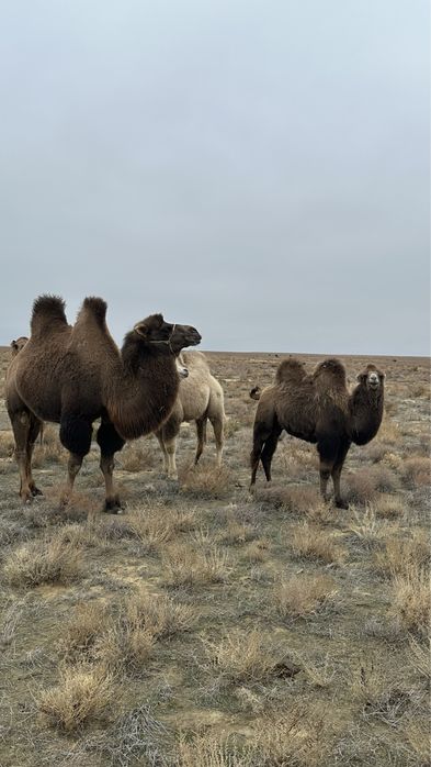 Түйе малын, сатымға шығару!