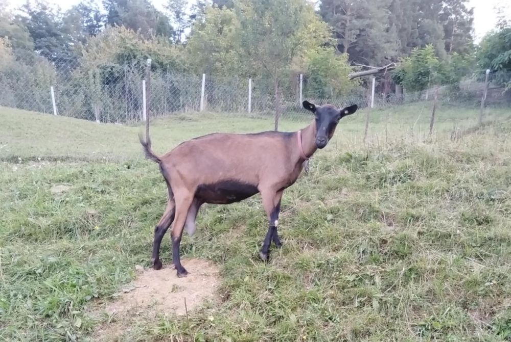 Capră alpină franceză