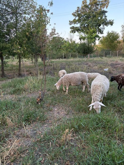 Oi, Mielute si berbecuti Dorper.