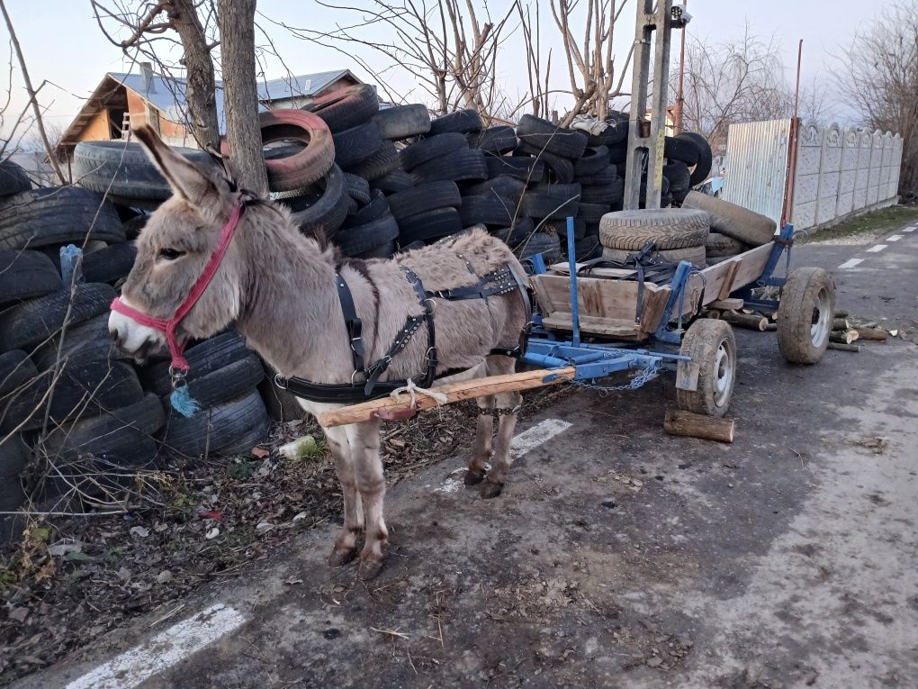 Vând măgar cuminte învățat la căruță nu musca nu zvârlă probe la fața