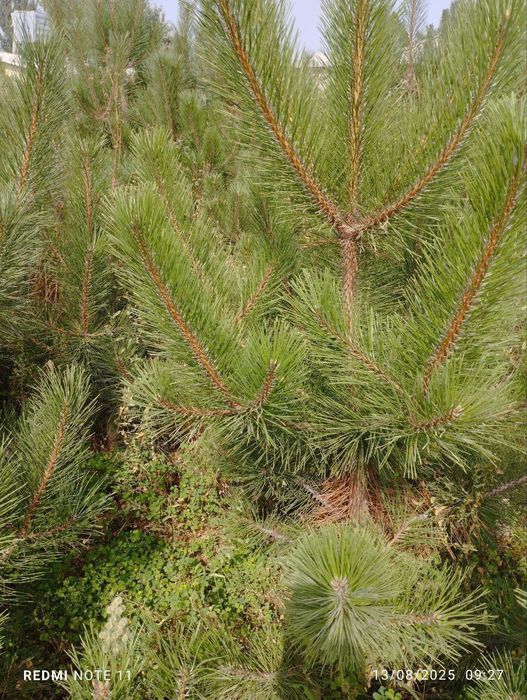 Sifatli krimiskiy sasana ko‘chatlari bor