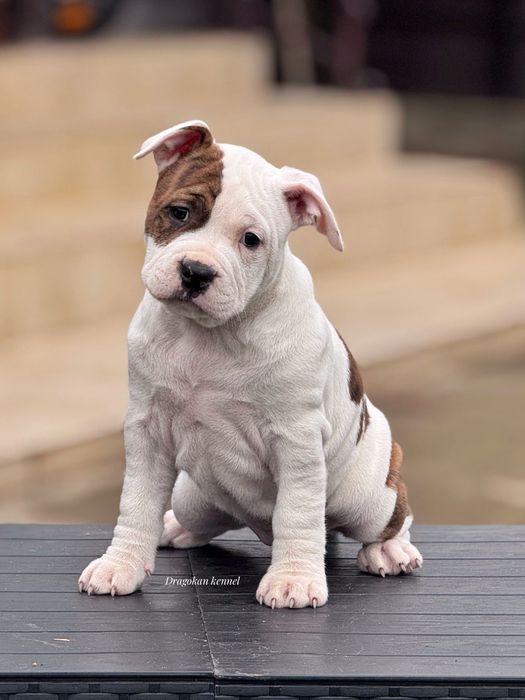 Amstaff rasă pură cu pedigree