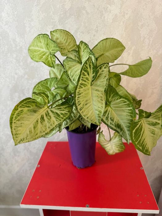 Продам.Сигнониум Мраморный.