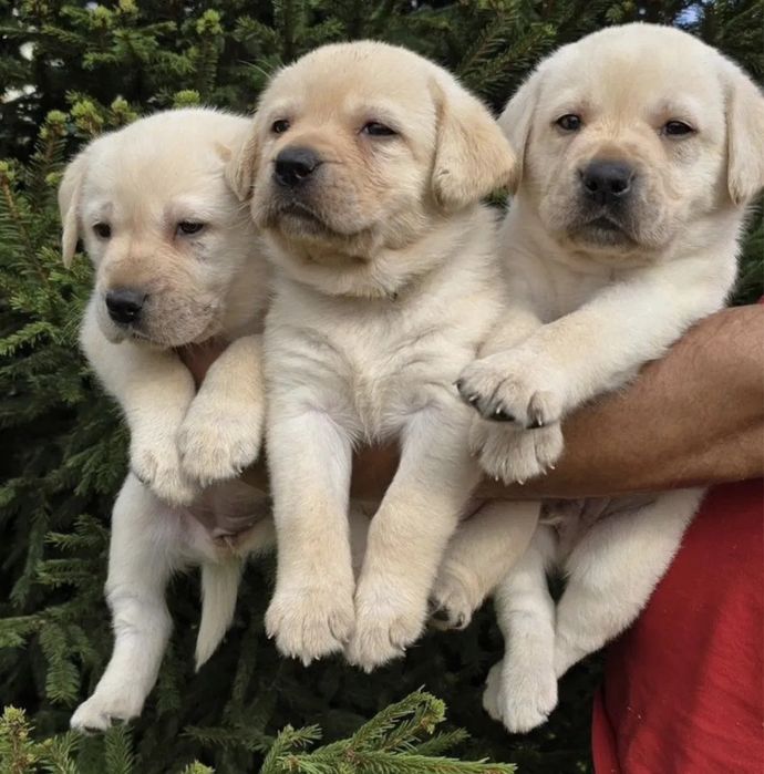 Красиивые Ретриверыы!