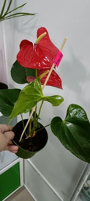 Антуриум:4500 тенге