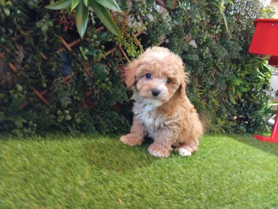 Maltipoo superbi