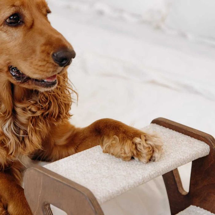 Стълбичка за домашен любимец