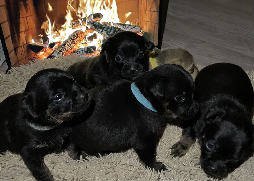 Продам щенков карликовый пинчер