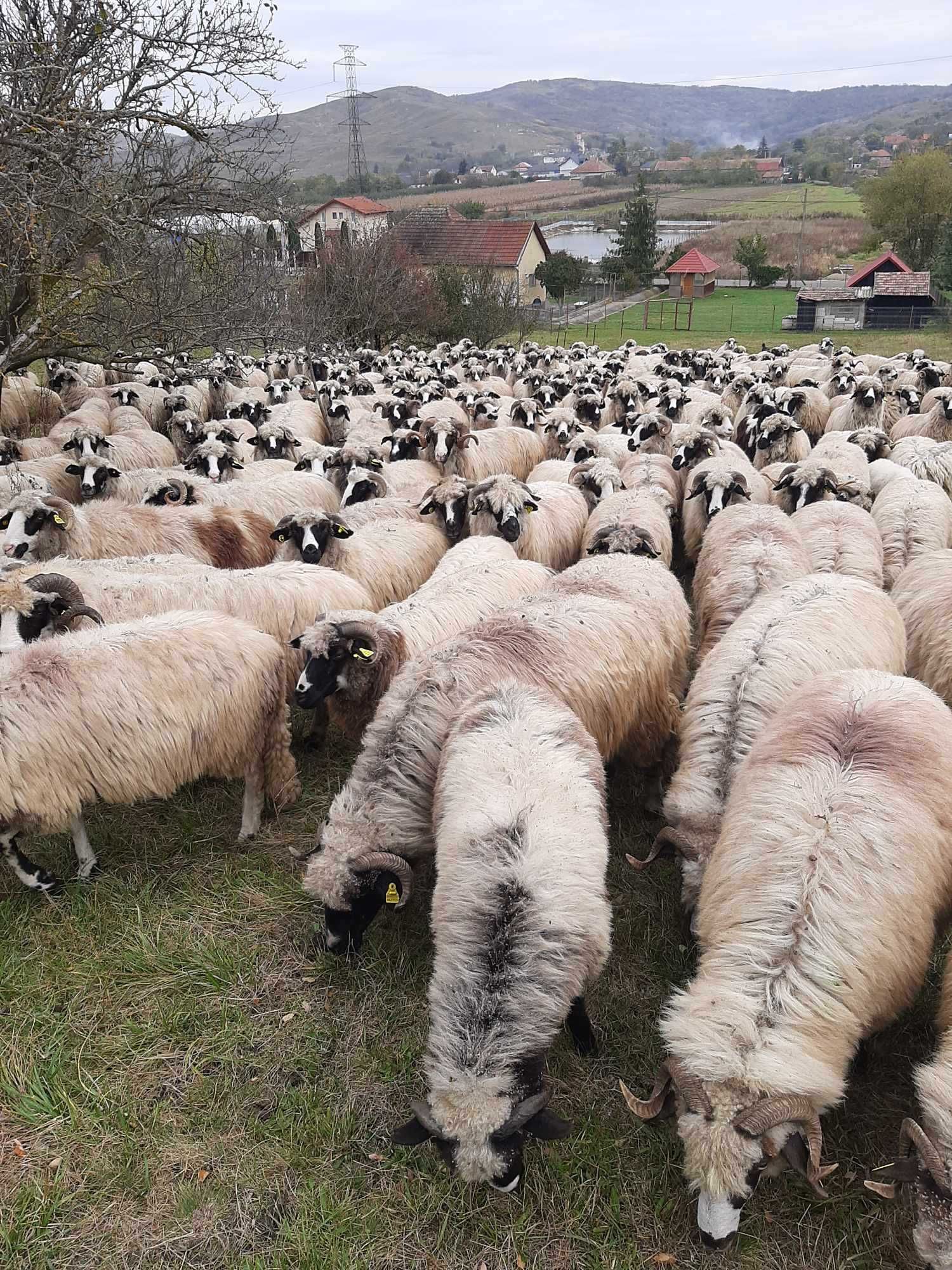 Vând 100 de oi breze, de 4 ani