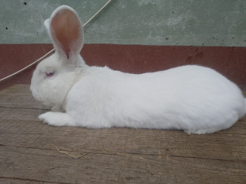 Vând iepuri prețuri foarte BUNE !!!