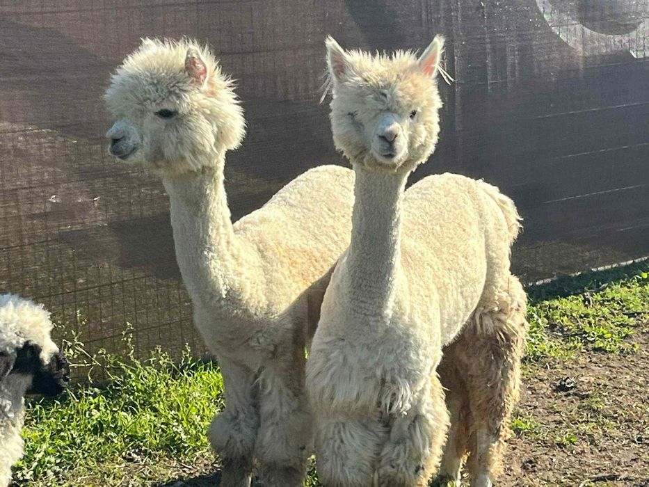 Alpaca femele disponibile